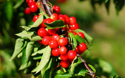 Goji Beeren – das gesunde Superfood im Fokus
